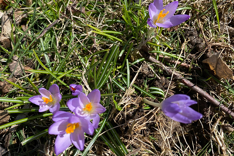 crocuses