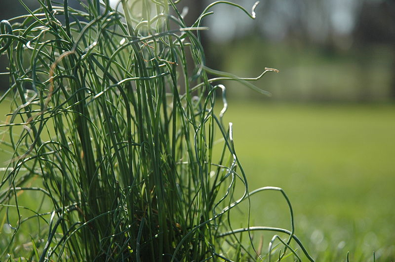 wild onion grass