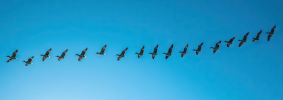 birds flying in formation as a metaphor for team alignment
