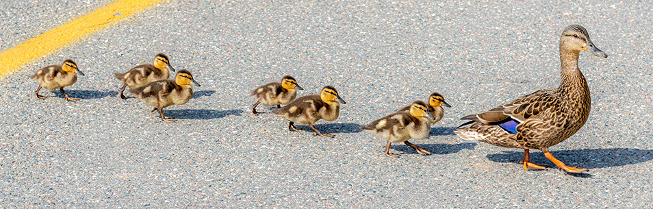 A mother duck leading ducklings in a line, symbolizing influence at work through guidance and respect.