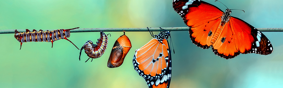 validation in leadership